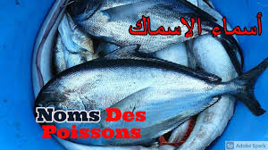 انواع السمك مع الصور Youtube