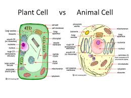 Unlike plant cells, the cytoplasm in an animal cell is denser, granular and occupies a larger space. Animal Cell And Organelles Why Is Each Part Of The Cell Needed For Survival Ppt Download