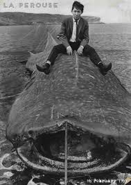 Whale Shark (18 ft) landed at Chowpatty ...