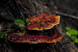 Image result for Ganoderma lucidum