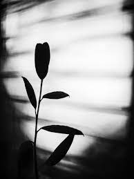 Download the perfect black and white aesthetic pictures. Black And White Aesthetic Moody Monochrome Pictures Click Love Grow