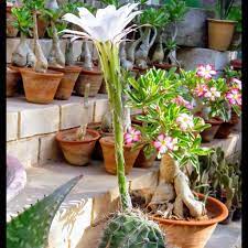 Harry and william walked back to the castle in the spring sunshine with kate, speaking for the first time she then looked towards the doors of the church as the coffin was carried by soldiers on its final journey. Who Is The Queen Of The Night Succulent Succulent City