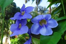 Image result for Thunbergia crispa