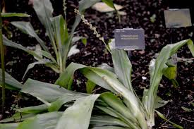 Image result for Chlorophytum macrophyllum