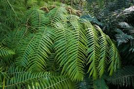 Image result for Cyatheaceae