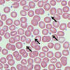 Some digital cameras can be used independently of the microscope itself. 3
