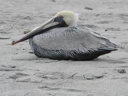 Pelican At Melbourne Beach Fl Photo By Rick Rozz Delillo Melbourne Beach Indian Harbour Beach Satellite Beach