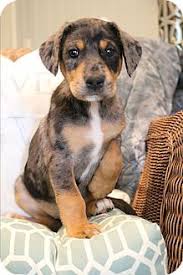 Black And Tan Catahoula Hagerstown Md Doberman Pinscher Catahoula Leopard Dog Mix Meet Zorey A Puppy For Adoptio Doberman Pinscher Doberman Pinscher Dog Catahoula Leopard Dog Mix