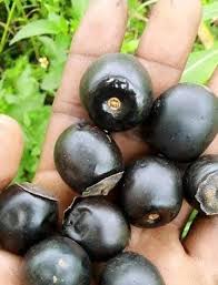 Image result for Vitex payos