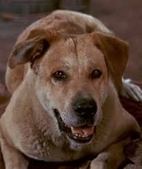 Pin On Lovely Wonderful Animals