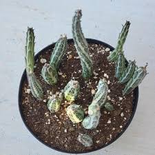 Image result for Kleinia