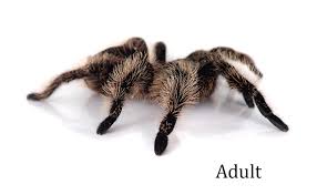 Search our extensive list of dogs, cats and other pets available near you. Curly Hair Tarantula Brachypelma Albopilosum Care Sheet Josh S Frogs How To Guides
