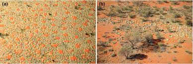 Image result for Limeum argute-carinatum