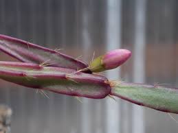 Image result for Rhaptopetalum roseum