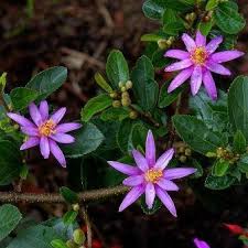 Image result for Grewia praecox