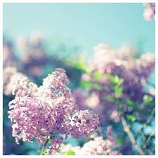 Lilac Flower Photography Pale Blue Sky Photograph Purple Wall Art Flowers Photography Light Purple Flowers Lilac Flowers