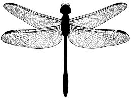 Black And White Insect With Wings Uk Dragonfly Dragonfly Drawing Dragonfly Art Dragonfly Tattoo