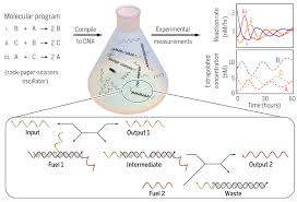 It deals with the biochips made of in other words, a dna computer grows as it computes. How To Program Dna Like We Do Computers Kurzweil