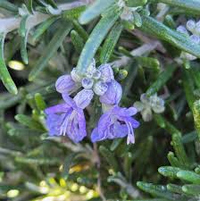 Image result for Rosmarinus officinalis