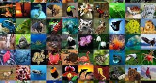 animales