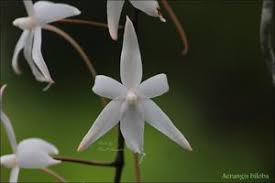 Image result for Aerangis splendida