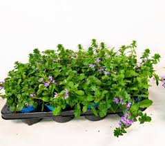 Image result for foto Vějířovka