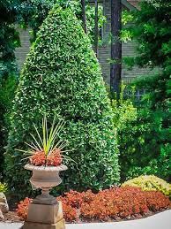 Do not plant them yet. Blue Prince And Princess Combo Holly Bush For Sale Online The Tree Center