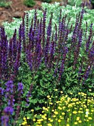 31 Salvia Varieties That Will Look Stunning In Your Garden May Night Salvia Salvia Landscape