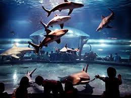 In The Shark Tunnel At The Oklahoma Aquarium In Jenks Oklahoma Aquarium Tulsa Attractions Travel And Tourism