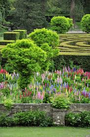 A Maze And A Lupin Garden Beautiful Gardens Gardens Of The World Gorgeous Gardens