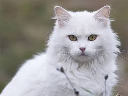 Selain memiliki rupa yang baik kucing ini ternyata bisa. Daftar Harga Kucing Anggora Semua Jenis 2021 Lengkap