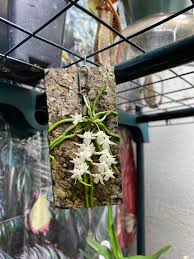 Image result for Microcoelia koehleri