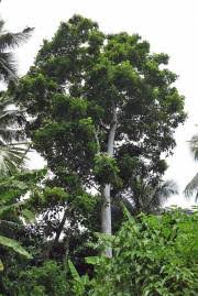 Image result for Canarium schweinfurthii