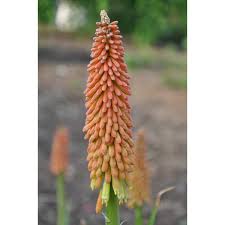 Image result for Kniphofia princeae