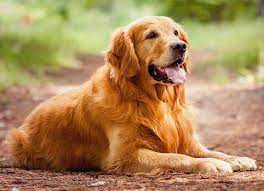 They all come with valid akc. Buy Golden Retriever Puppies Pure Breed Free Home Delivery
