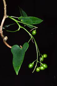 Image result for Menispermaceae