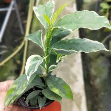 Image result for hoya multiflora