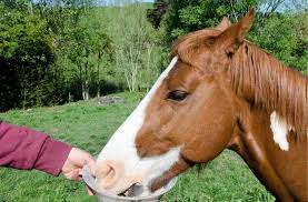 This proprietary blend of ingredients was made for horses who lack both selenium and vitamin e. 5 Best Horse Vitamin Mineral Supplement For All Around Good Health
