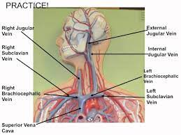 Deep veins, located in the center of the leg near the leg bones, are enclosed by muscle. Blood Vessel Man Model Youtube