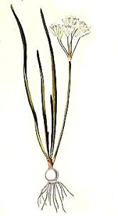 Image result for Nothoscordum borbonicum