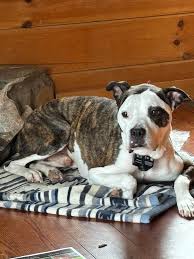 When I passed by the Haywood County Courthouse this morning, I saw an  injured dark brown dachshund. The injury was not serious. If anyone has  lost him, they can go there to