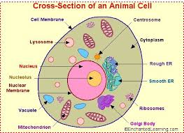 It serves to separate the chromosomes from the rest of the cell. Pin On Characteristics Of Living Things