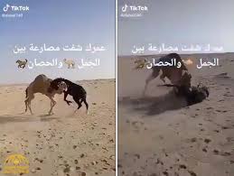 اتمنى انكم بخير.يارب انا شاب عمري 23 سنة ومقبل على الزواج.ملكتي Vlh40c2reheyhm