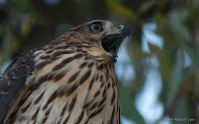 Young hawks are left alone by their parents in summer, and they cry piteously for weeks for them to come back with food. Red Shouldered Hawk Screeching In Our Backyard Wildlife Screeched In Raptors