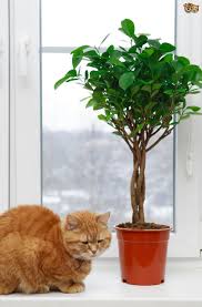 So what's the secret to identifying bad cat food? 5 Common Houseplants And Flowers That Are Most Toxic To Cats Pets4homes