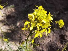 Image result for Erucastrum