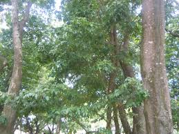 Image result for Lonchocarpus