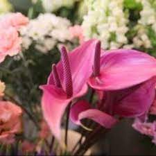 Acacia Flowers Ltd Best Flower Wallpaper
