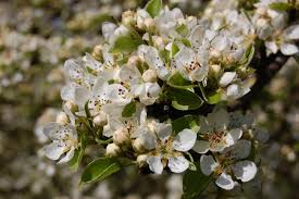 Image result for Pycreus cuanzensis