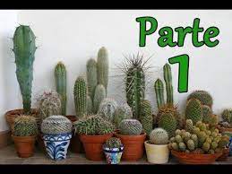 La bola de cactus es una de las suculentas con una forma más única, ya que puede crecer entre uno y dos la suculenta oreja de cerdo recibió su nombre debido a sus hojas gruesas y ovaladas que tienen rojo. Youtube Cuidado De Cactus Cactus Y Suculentas Plantas